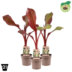 Ensete Maurelli Red Banana