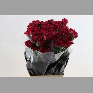 Di St Crimson Tempo