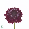 Scabiosa Qis Deep Red