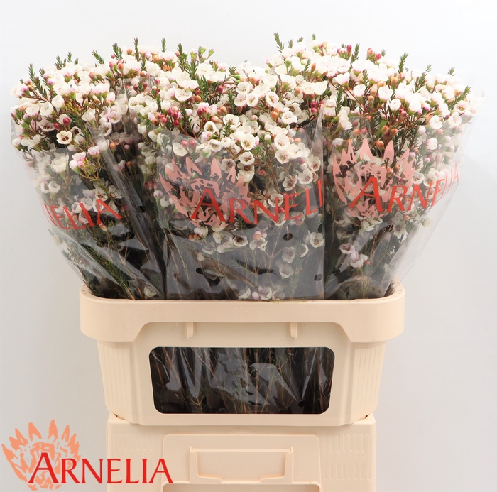 <h4>Chamelaucium Moonlight Delight</h4>
