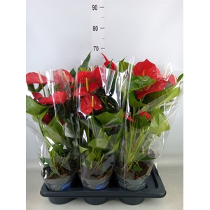 Anthurium andr. 'Karma Red'