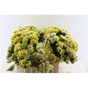 Kaaps Nebelia Palacea