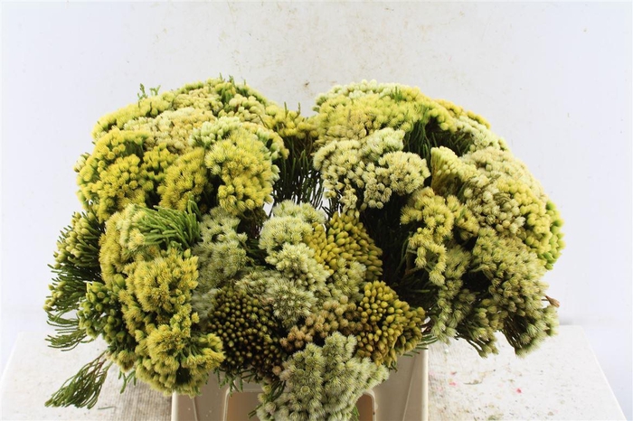 <h4>Kaaps Nebelia Palacea</h4>