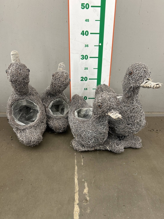 <h4>WILLOW DUCK TWINS H35XD30</h4>