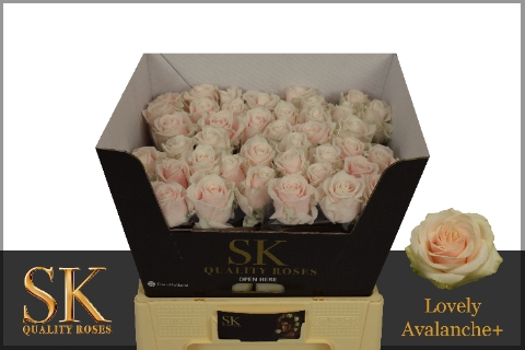 <h4>Rosa la lovely avalanche+</h4>