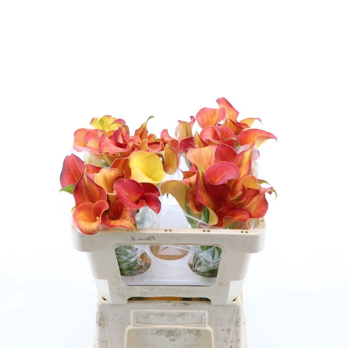 <h4>ZANT CAPT ODEON</h4>