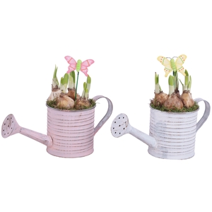 Bulbs Arr. Narcis Zinc Wateringcan Vintage Ø26cm