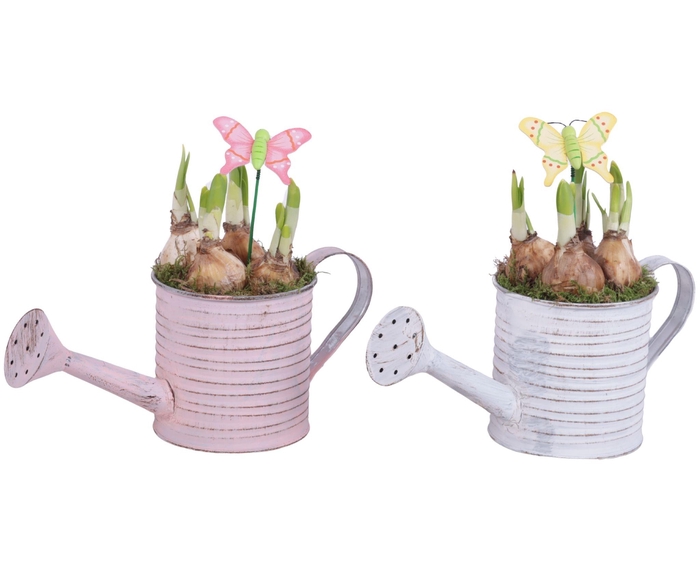 <h4>Bulbs Arr. Narcis Zinc Wateringcan Vintage Ø26cm</h4>