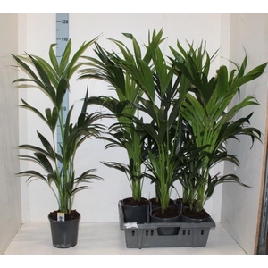 HOWEA FORSTERIANA