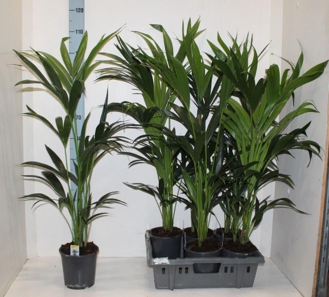 <h4>HOWEA FORSTERIANA</h4>