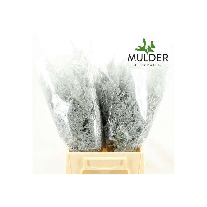 <h4>ASP OV KLB H%</h4>