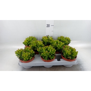 Crassula ovata 'Horn Tree'
