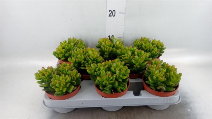 <h4>Crassula ovata 'Horn Tree'</h4>