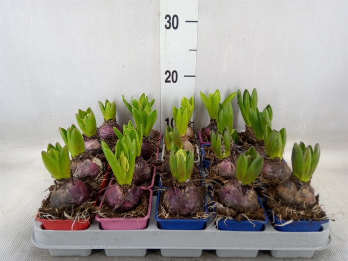 <h4>Hyacinthus orie.   ...mix 5</h4>