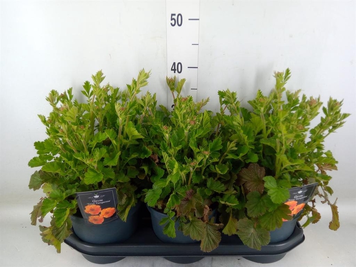 <h4>Geum chiloense</h4>