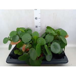 Pilea peperomoides