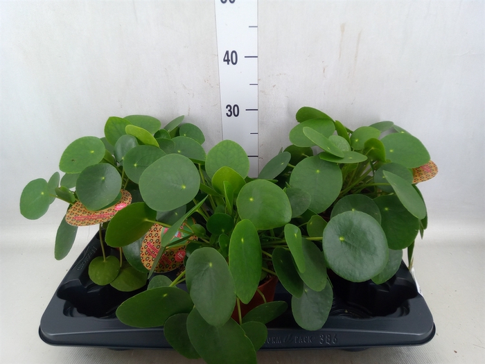 <h4>Pilea peperomoides</h4>