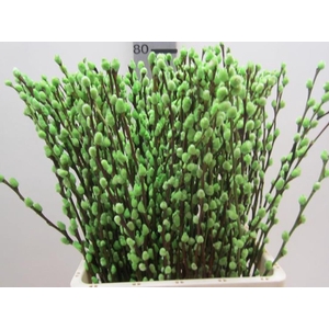 Salix Katje Groen L70