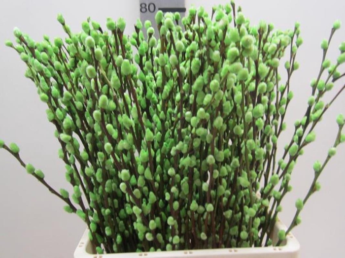 <h4>Salix Katje Groen L70</h4>