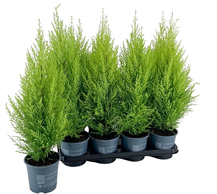 <h4>CUPR MA GOLDC WILMA</h4>