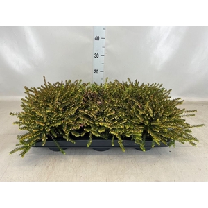 Erica darley. 'Kramer's Rote'