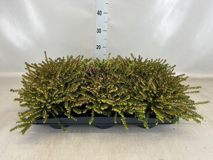 <h4>Erica darley. 'Kramer's Rote'</h4>