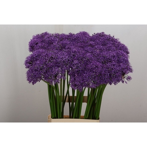 Allium  'Gladiator'