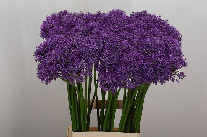 Allium  'Gladiator'