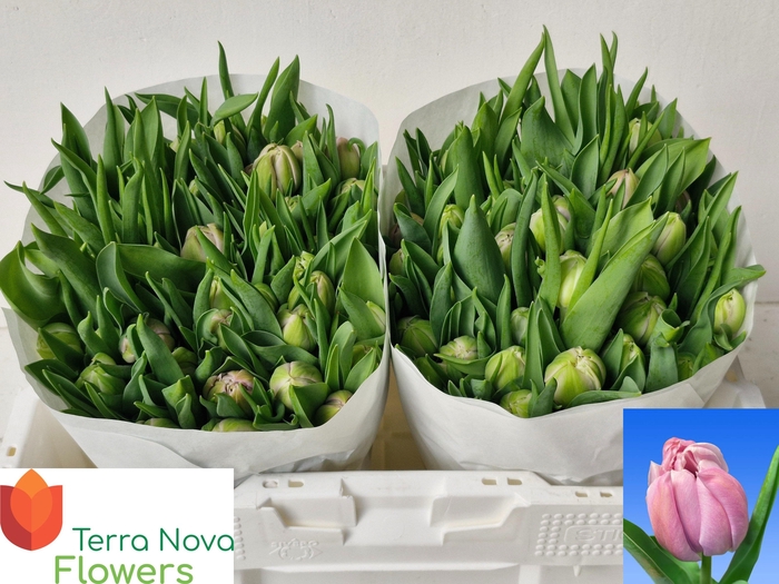 <h4>TU DU KATINKA</h4>