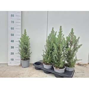 PICEA GL CONICA