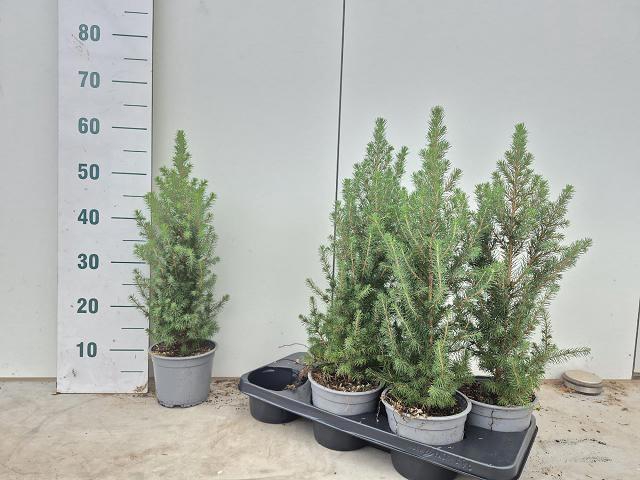 <h4>PICEA GL CONICA</h4>