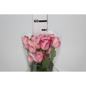 ROSA VANIA 050 CM ESTUFA