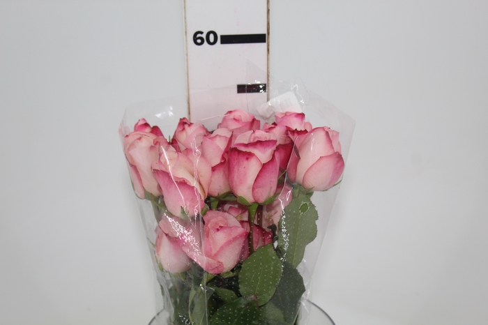<h4>ROSA VANIA 050 CM ESTUFA</h4>