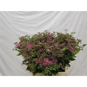 Spiraea Scherm Pink