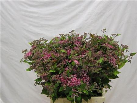 <h4>Spiraea Scherm Pink</h4>