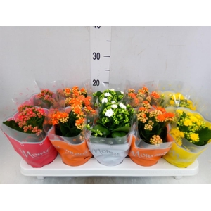 Kalanchoe blos.   ..rosebud mix  4