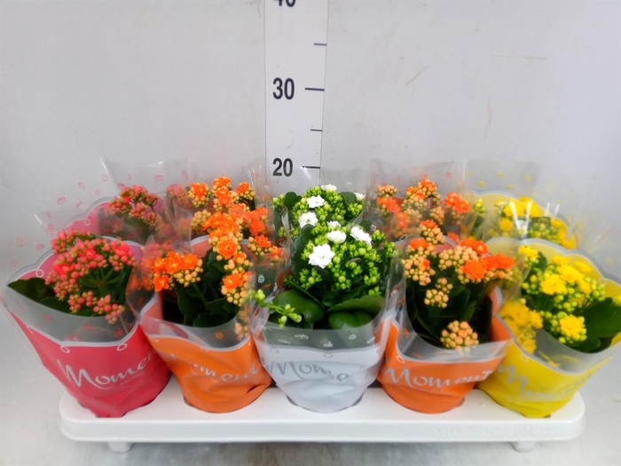 <h4>Kalanchoe blos.   ..rosebud mix  4</h4>