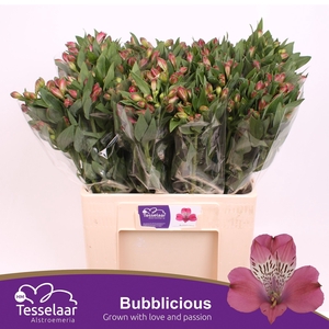 Alstroemeria bubblicious