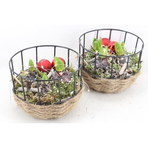 arr4 Hyacint JS - Gaasmand touw LED