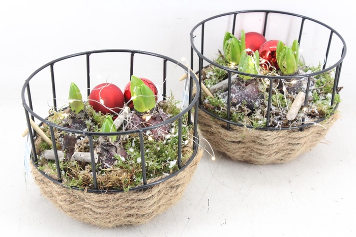 <h4>arr4 Hyacint JS - Gaasmand touw LED</h4>