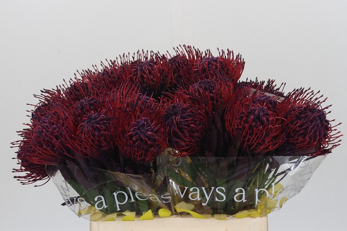 <h4>Nutans Painted Lilac</h4>