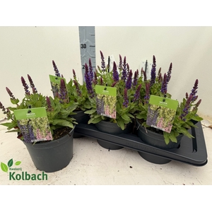 SALVIA NEMOROSA