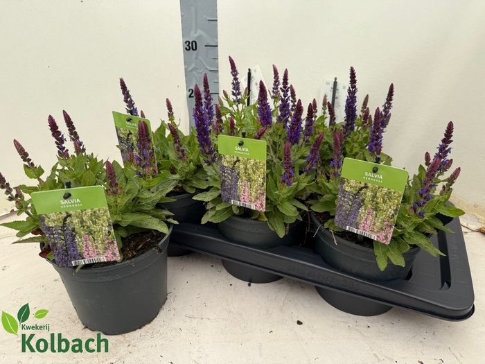 <h4>SALVIA NEMOROSA</h4>