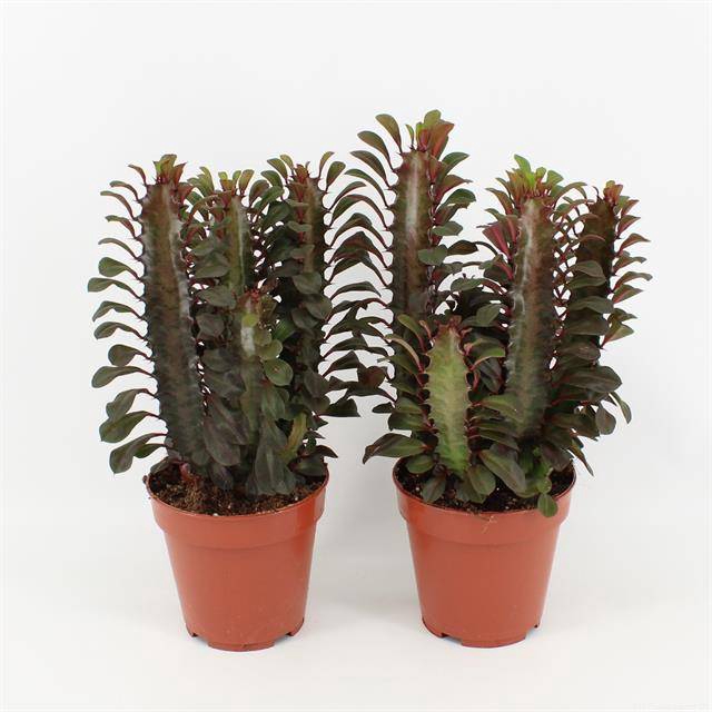 <h4>Euphorbia trigona Rubra</h4>