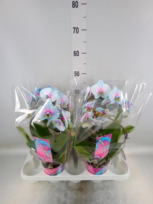 <h4>Phalaenopsis   ...</h4>