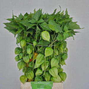 PHYSALIS LAMPION (TAK) PHYSALIS LAM