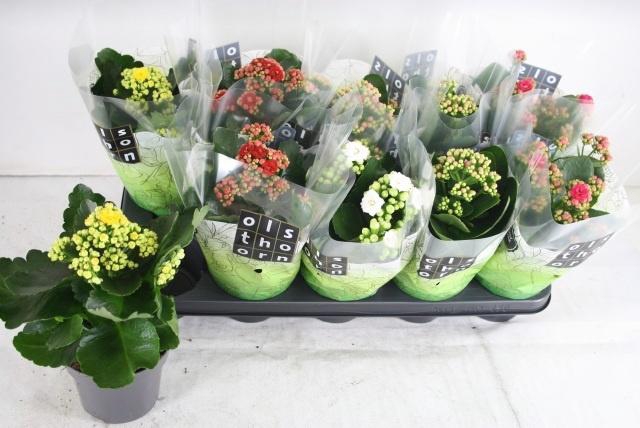 <h4>KAL GE GEM 5 KL</h4>