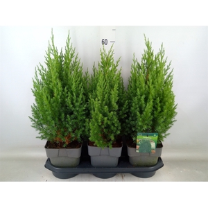 Juniperus chinensis 'Stricta'