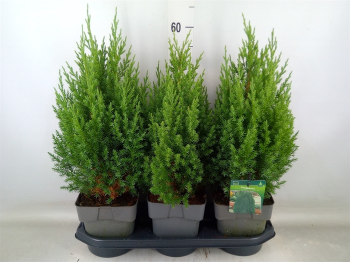 <h4>Juniperus chinensis 'Stricta'</h4>
