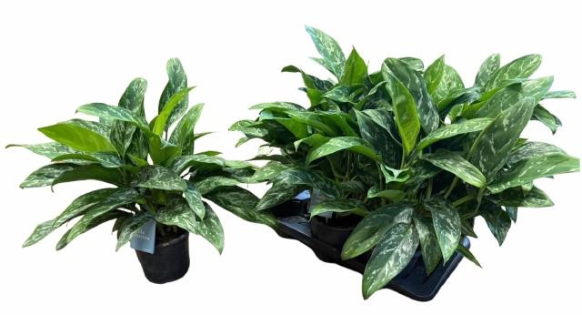 <h4>AGLAO GREEN LADY</h4>